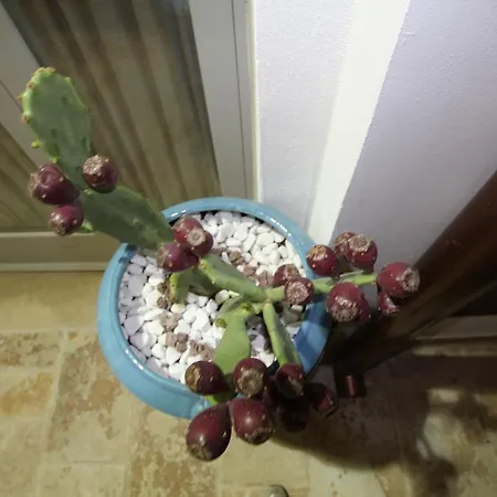 Сasa de vacaciones Del Vico Alberobello